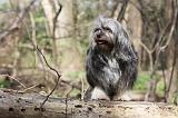 PETIT CHIEN LION 290